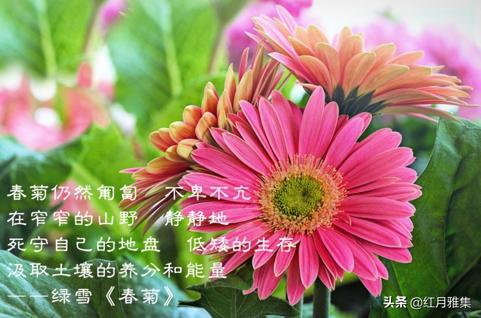 春菊古诗原文解释（春菊整首诗歌赏析） 第3张