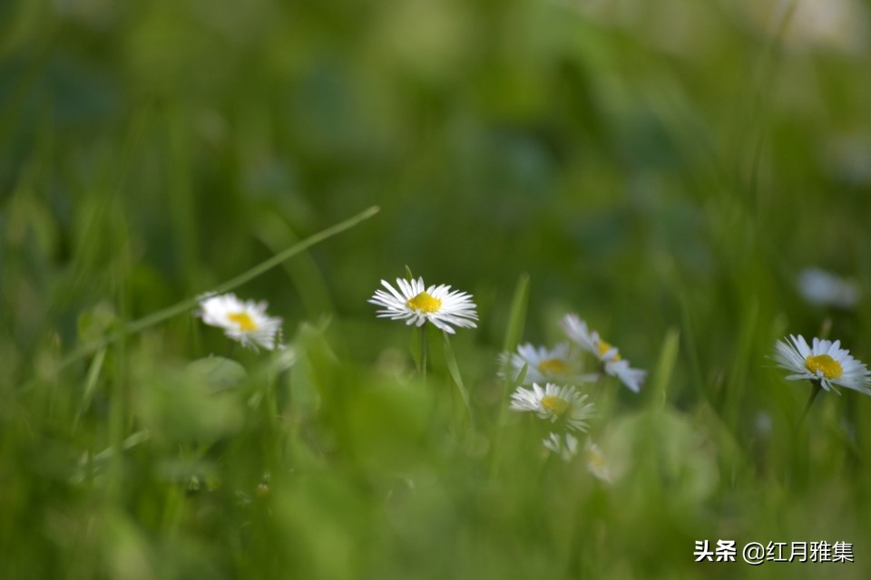 春菊古诗原文解释（春菊整首诗歌赏析） 第5张
