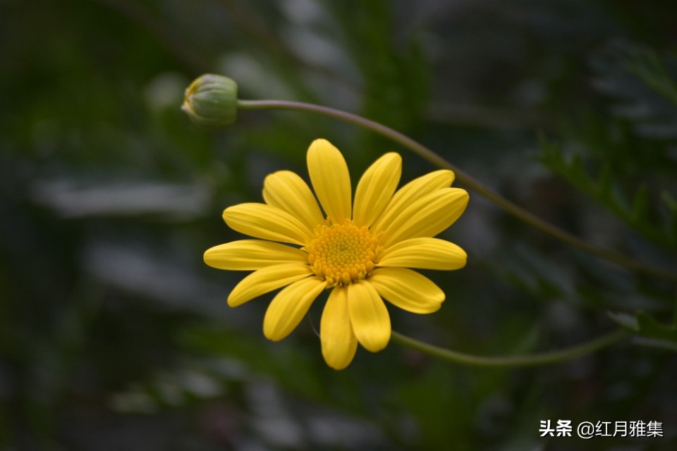 春菊古诗原文解释（春菊整首诗歌赏析） 第7张