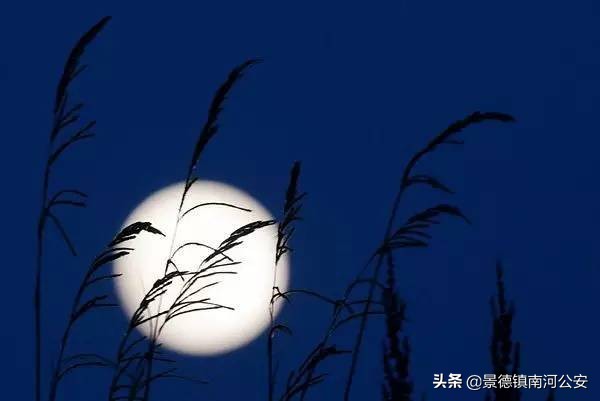 露从今夜白月是故乡明的意思（全诗内容及意思解释） 第7张