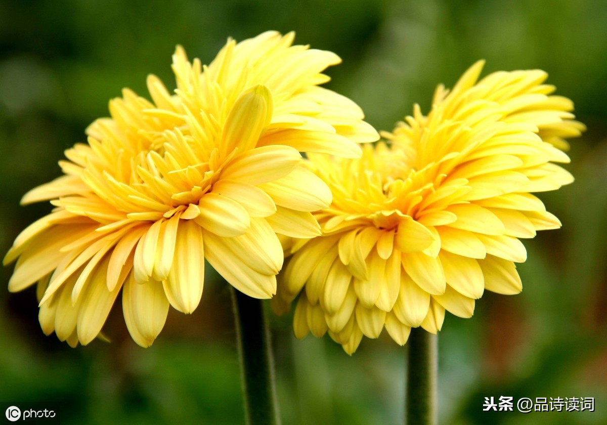 苏轼写菊花诗词名句（赵昌寒菊全诗诗意解读） 第9张