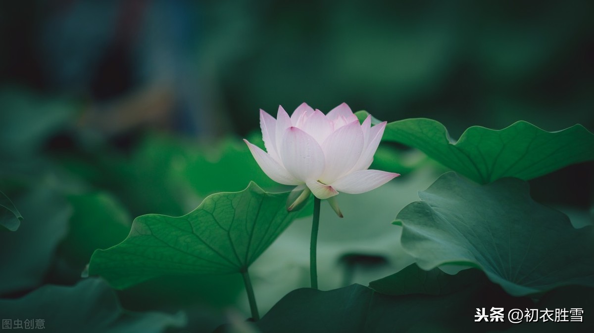 关于莲花的诗句有哪些（赞美莲花的经典佳句） 第1张