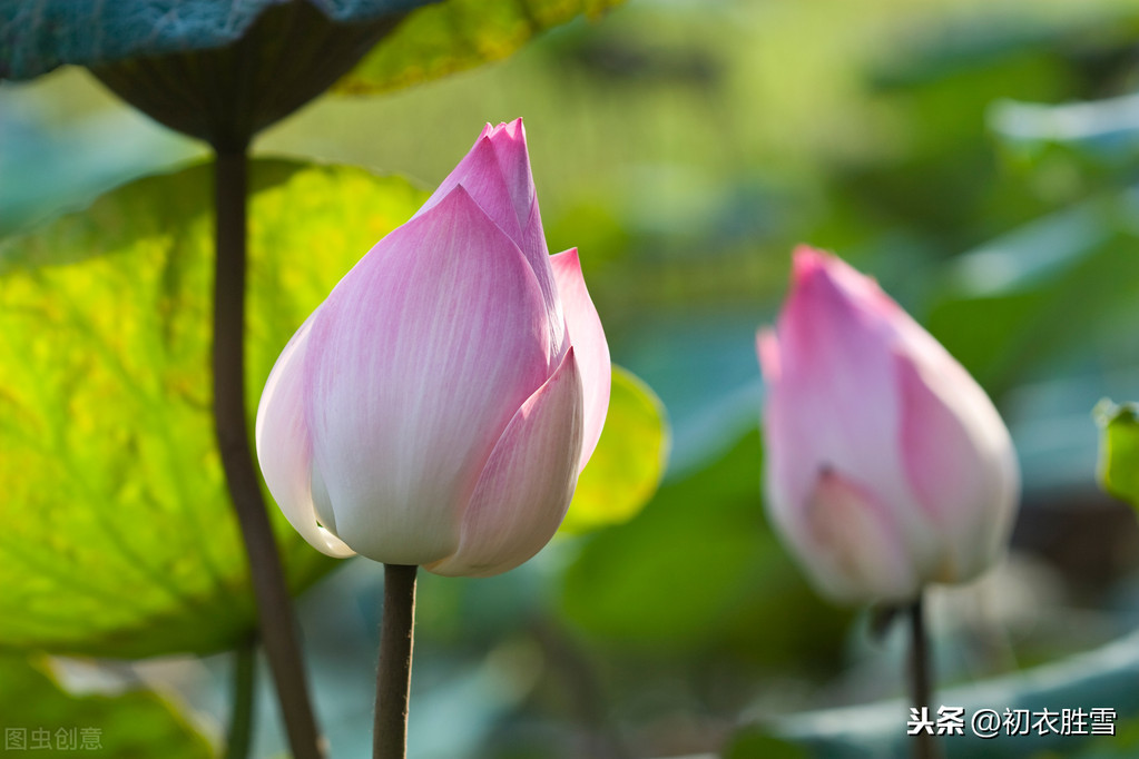 关于莲花的诗句有哪些（赞美莲花的经典佳句） 第3张