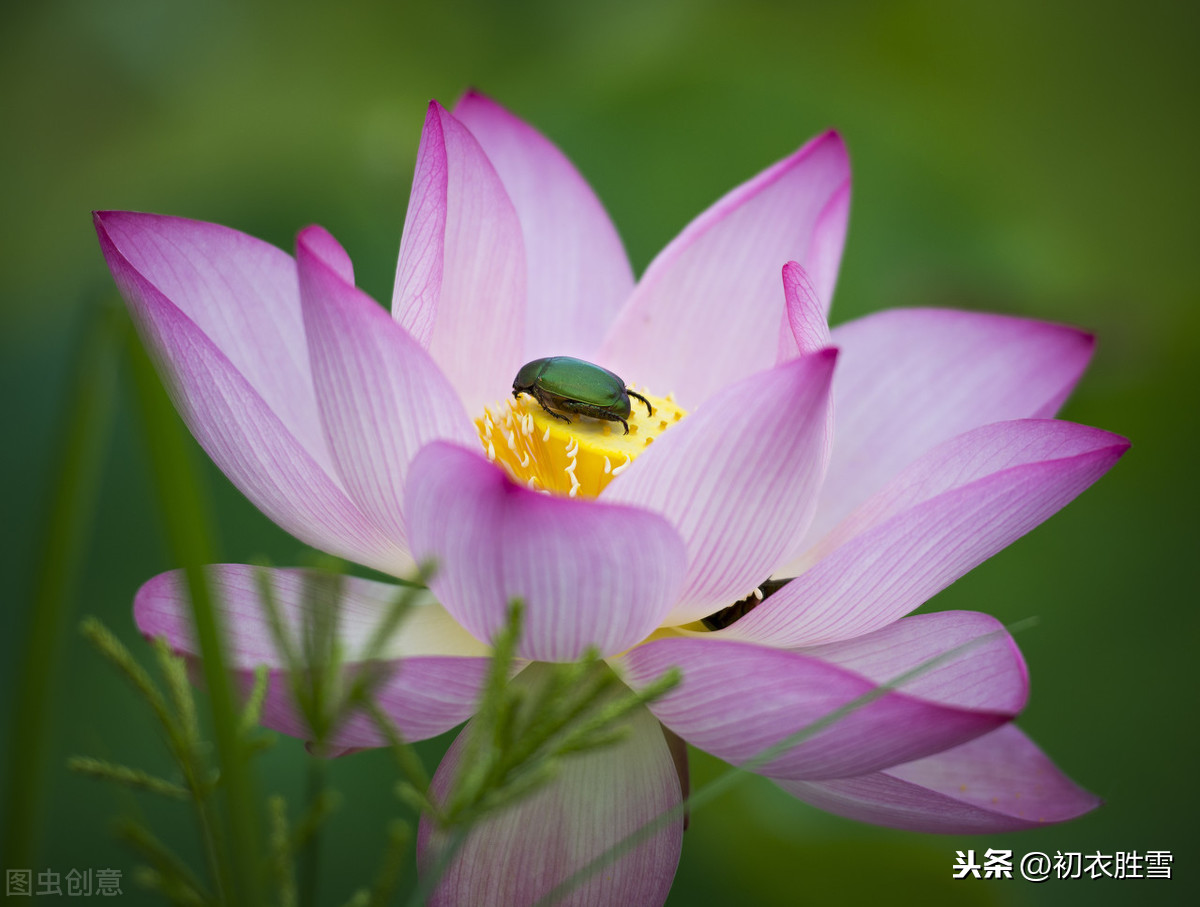 关于莲花的诗句有哪些（赞美莲花的经典佳句） 第5张