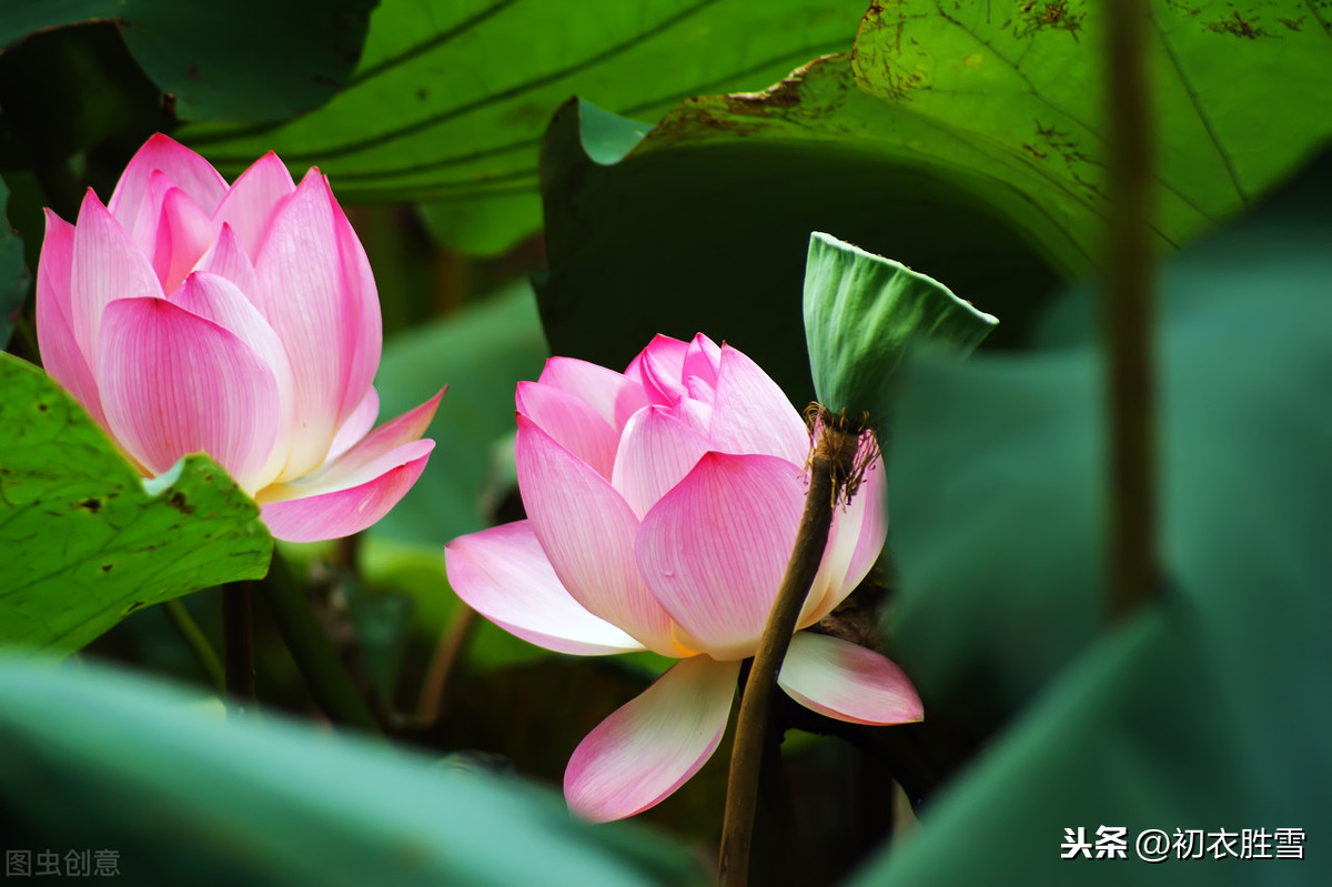关于莲花的诗句有哪些（赞美莲花的经典佳句） 第7张