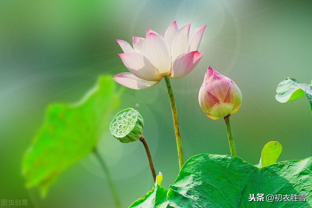 关于莲花的诗句有哪些（赞美莲花的经典佳句） 第9张