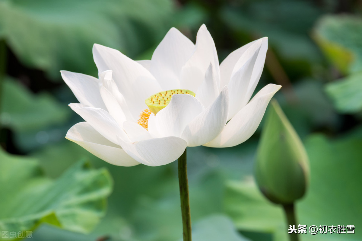 关于莲花的诗句有哪些（赞美莲花的经典佳句） 第11张