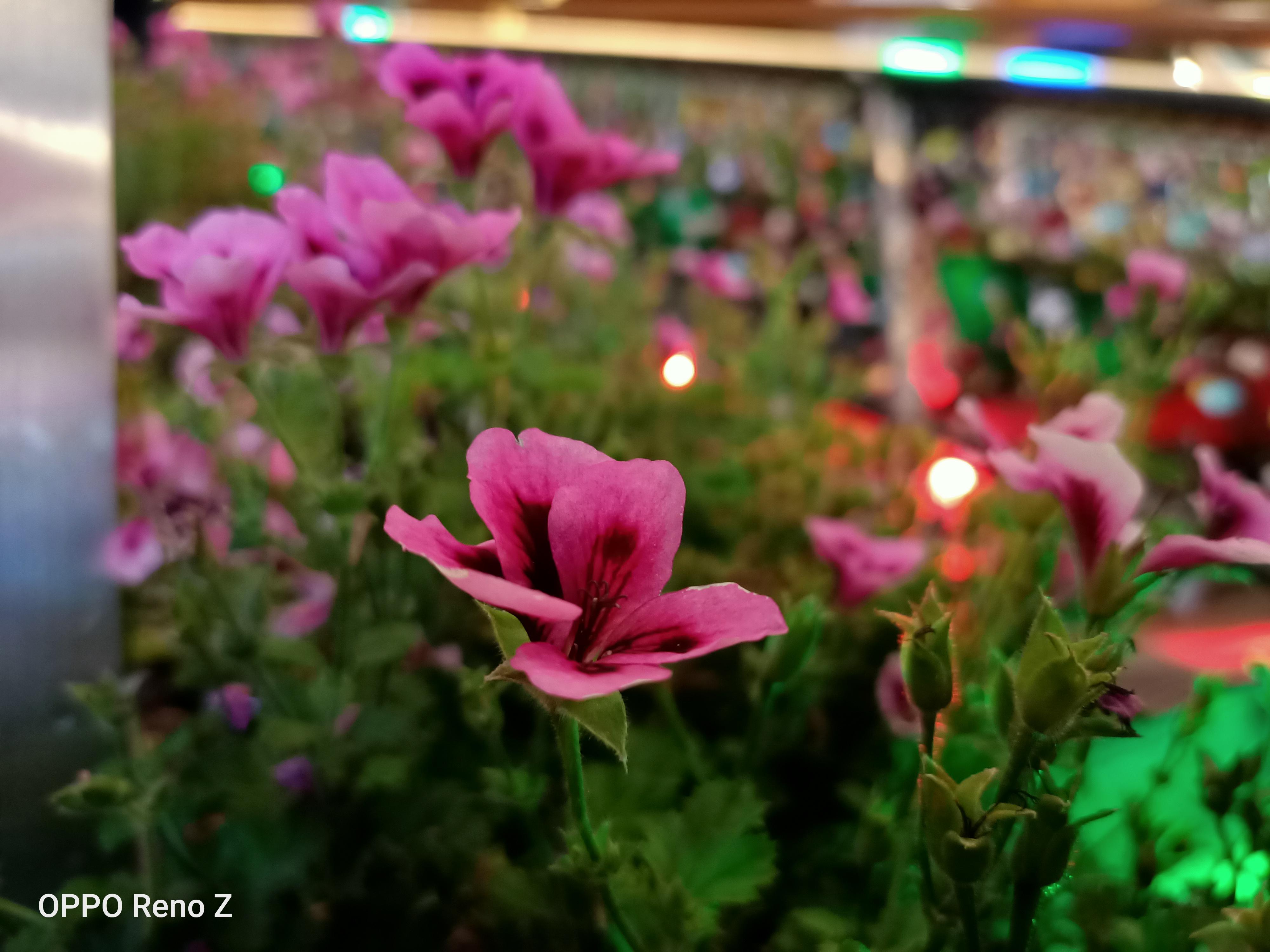 opporenoz手机怎么样（OPPO Reno Z实拍测评） 第27张