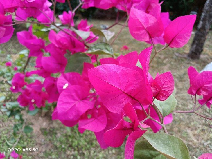 oppoa53参数配置在哪里看（OPPO A53评测） 第37张