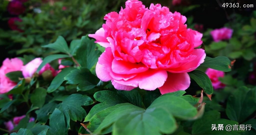 中国的国花是什么花（牡丹、荷花、菊花、梅花谁才是国花） 第3张