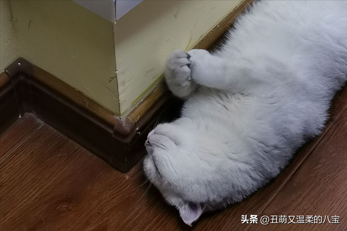 猫拉稀吃什么药管用（导致猫拉稀的3种原因） 第3张