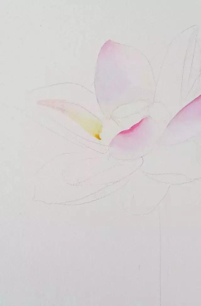 水彩画入门：一个超详细的水彩荷花教程 第87张