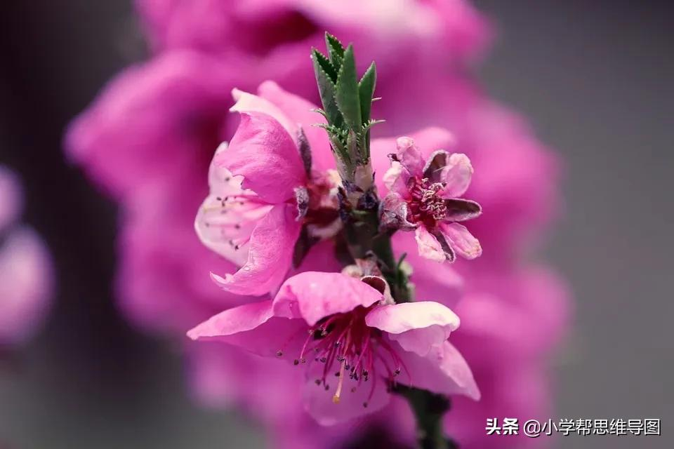 桃花的样子描写（描写桃花的美文片段分享） 第5张
