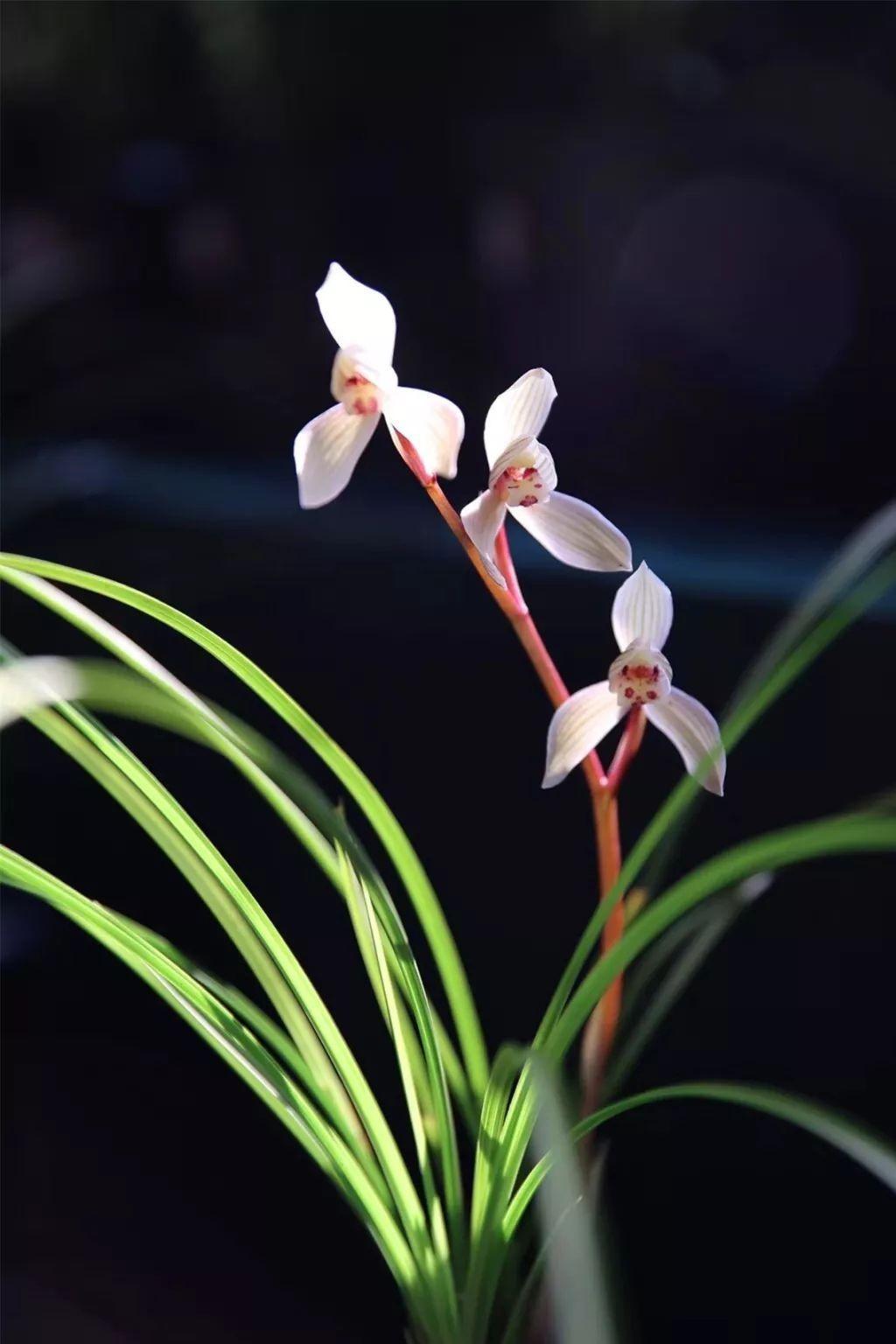 花中四君子指的是哪四种花（花中四君子是哪几种植物） 第3张