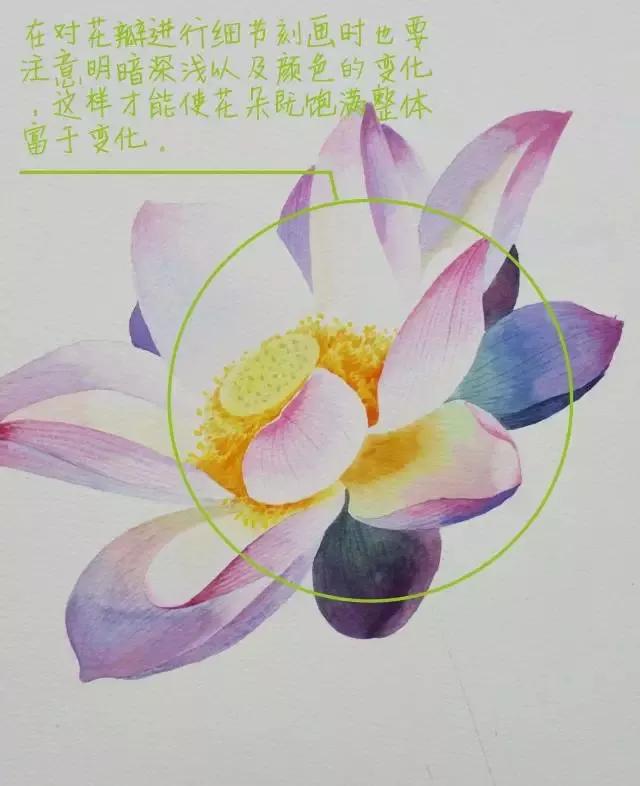 水彩画入门：一个超详细的水彩荷花教程 第165张