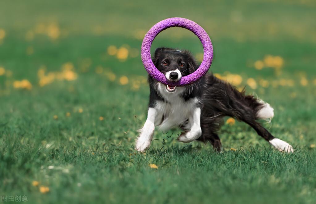 边牧犬怎么训练（边境牧羊犬应该训练什么） 第1张