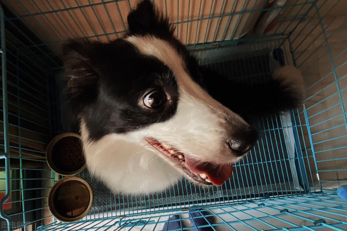 边牧犬怎么训练（边境牧羊犬应该训练什么） 第9张