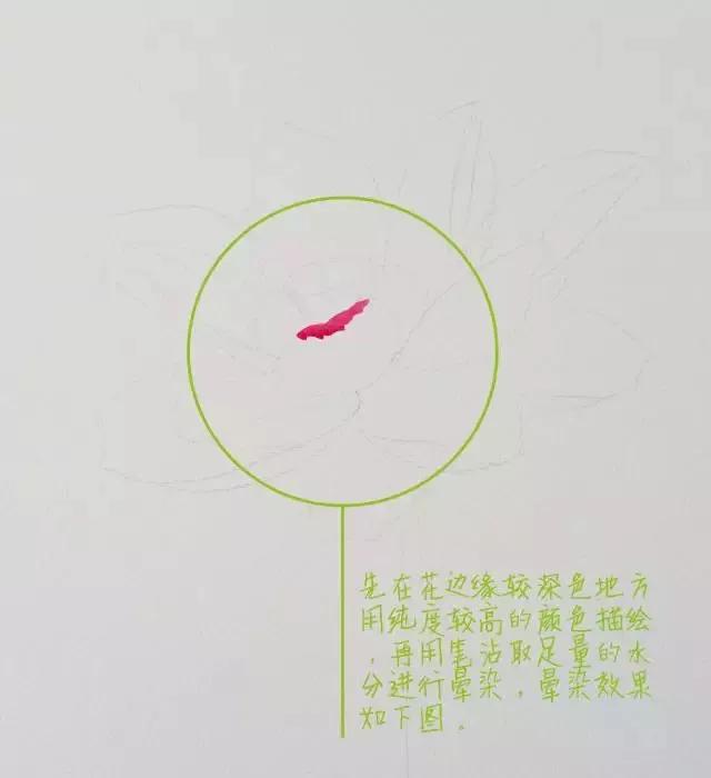 水彩画入门：一个超详细的水彩荷花教程 第39张