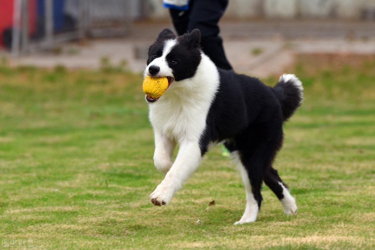 边牧犬怎么训练（边境牧羊犬应该训练什么） 第5张