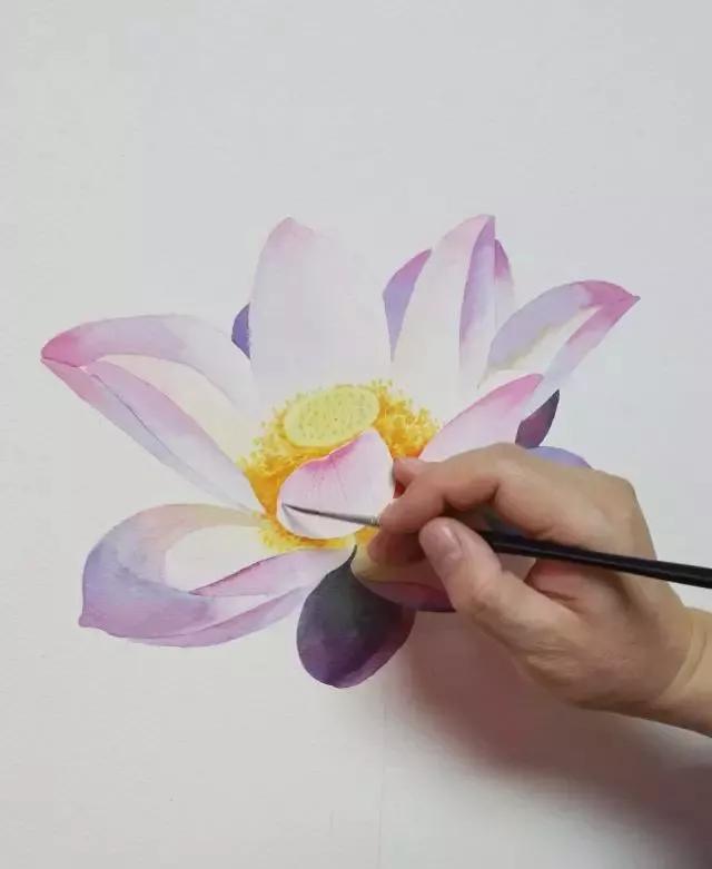 水彩画入门：一个超详细的水彩荷花教程 第163张