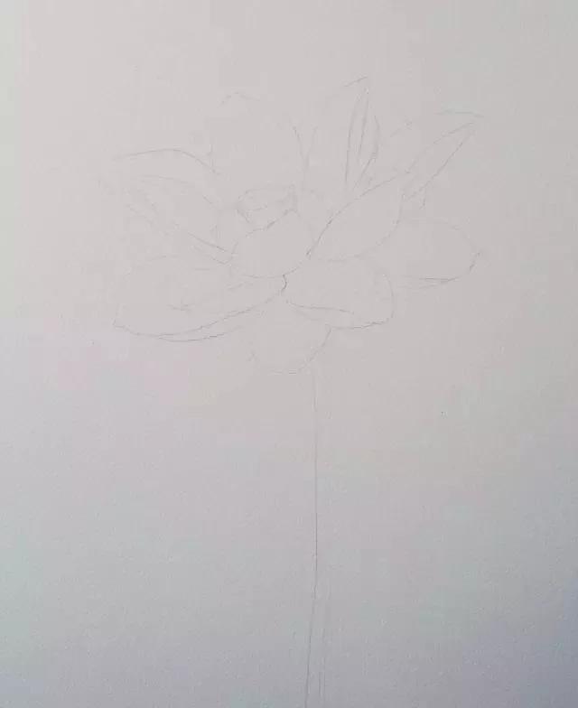 水彩画入门：一个超详细的水彩荷花教程 第31张