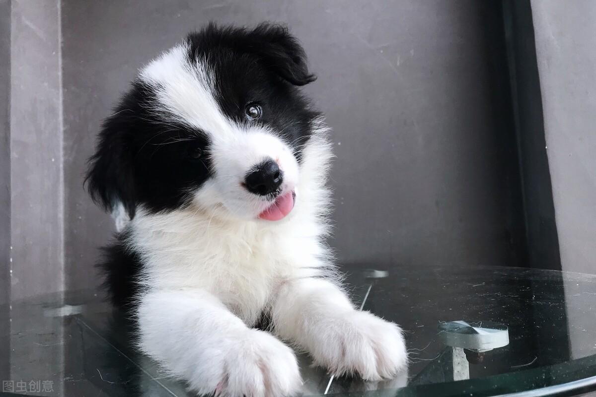 边牧犬怎么训练（边境牧羊犬应该训练什么） 第3张
