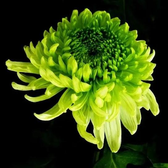 花中四君子指的是哪四种花（花中四君子是哪几种植物） 第7张