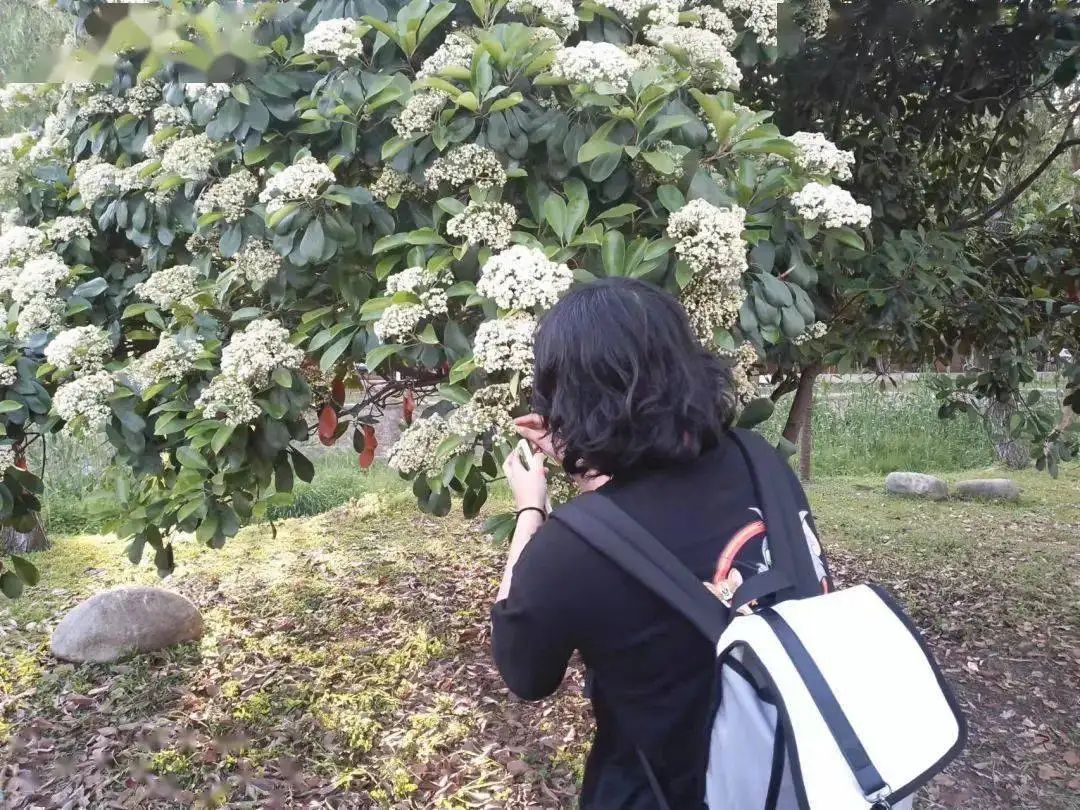 石楠花的味道是什么梗（石楠花味道令人尴尬为何被广泛种植） 第1张