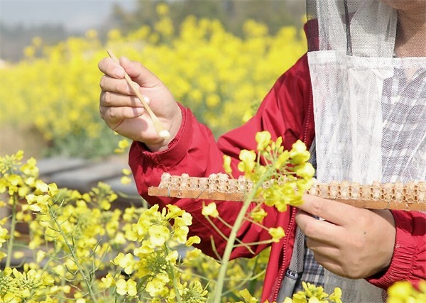 蜂王浆每天吃多少克合适？蜂王浆的作用与功效吃法？ 第3张