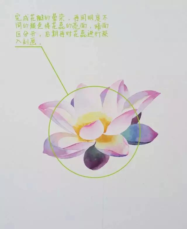 水彩画入门：一个超详细的水彩荷花教程 第155张