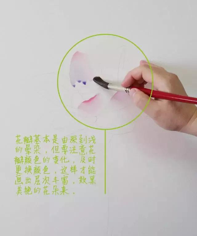 水彩画入门：一个超详细的水彩荷花教程 第71张