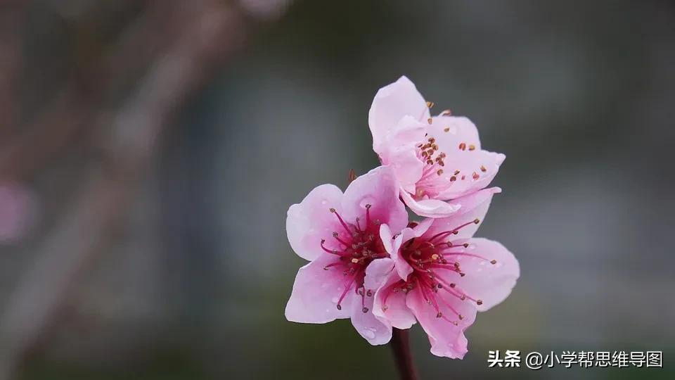 桃花的样子描写（描写桃花的美文片段分享） 第3张