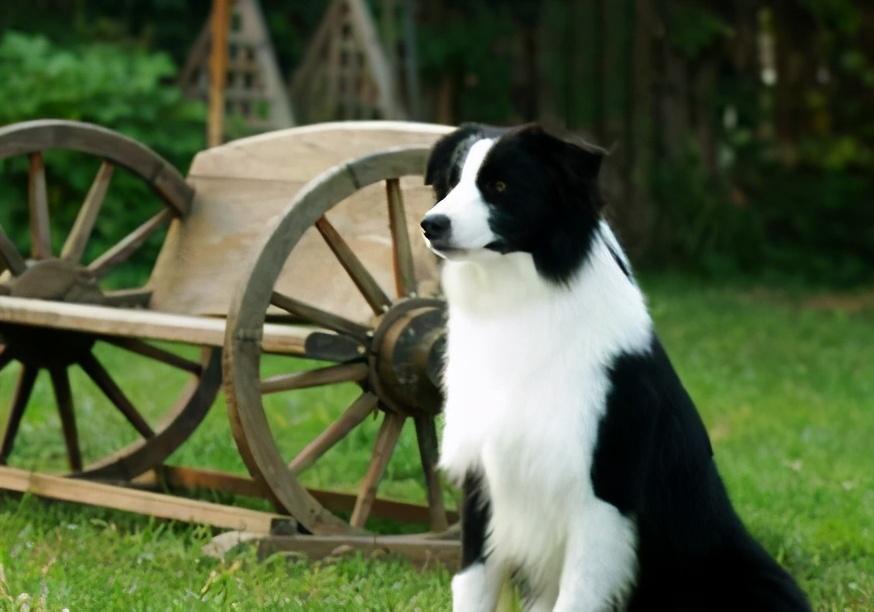边牧犬怎么训练（边境牧羊犬应该训练什么） 第7张