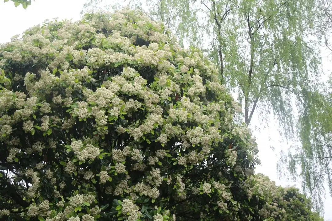 石楠花的味道是什么梗（石楠花味道令人尴尬为何被广泛种植） 第17张