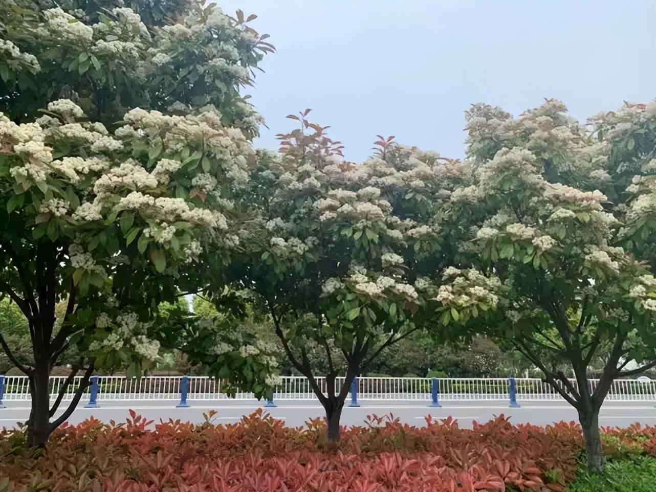 石楠花的味道是什么梗（石楠花味道令人尴尬为何被广泛种植） 第19张