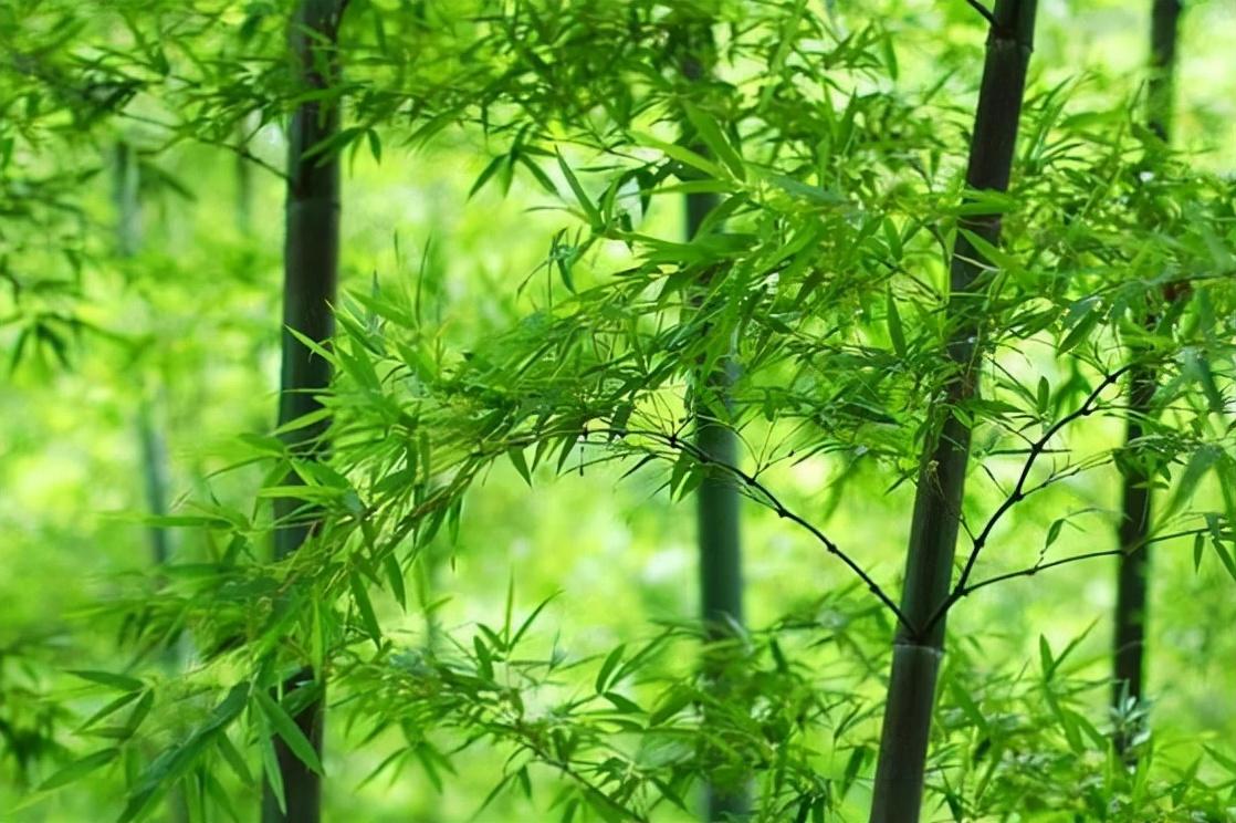 花中四君子指的是哪四种花（花中四君子是哪几种植物） 第5张