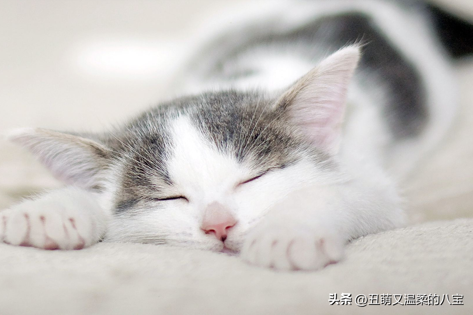 猫拉稀吃什么药管用（导致猫拉稀的3种原因） 第1张