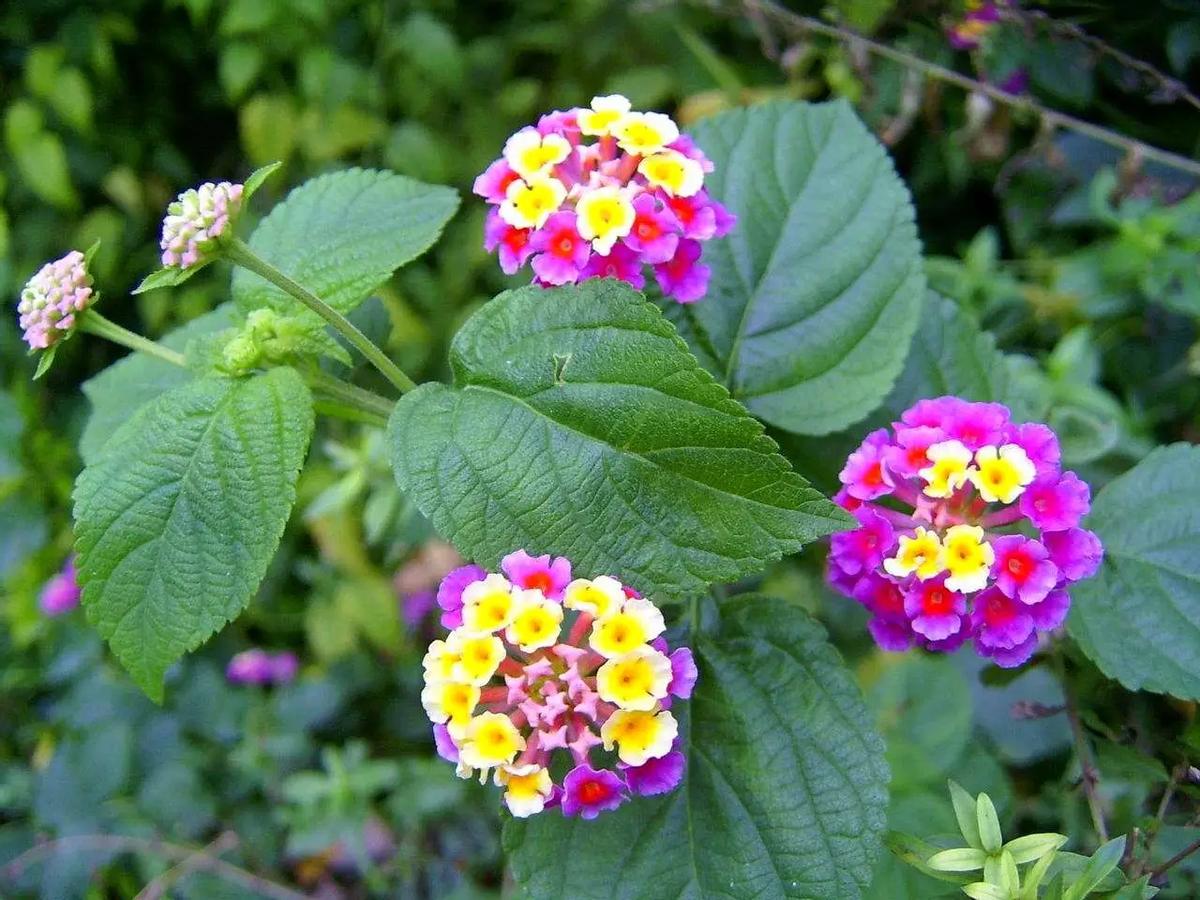 石楠花的味道是什么梗（石楠花味道令人尴尬为何被广泛种植） 第25张
