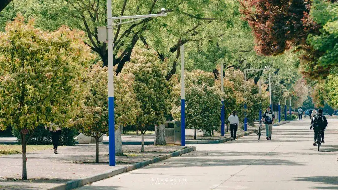 石楠花的味道是什么梗（石楠花味道令人尴尬为何被广泛种植） 第5张