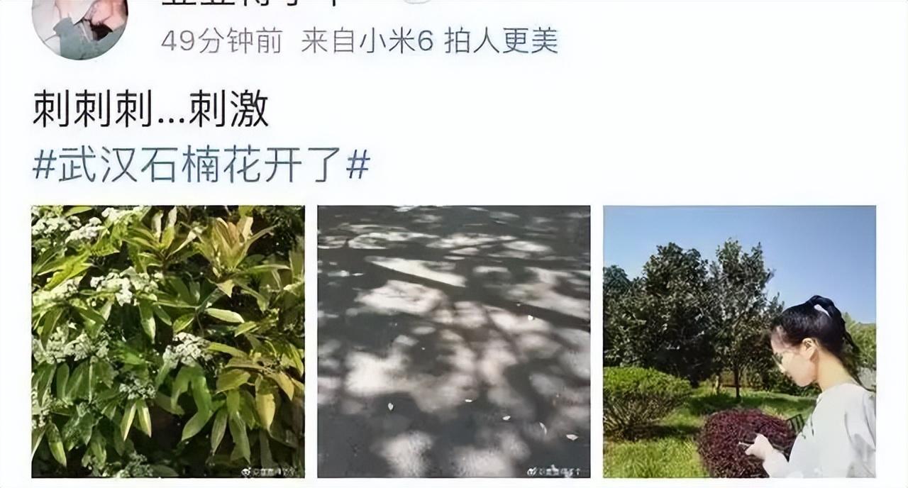 石楠花的味道是什么梗（石楠花味道令人尴尬为何被广泛种植） 第11张