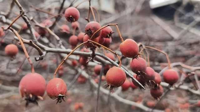 华为p4怎么样（华为P40系列上手评测） 第21张