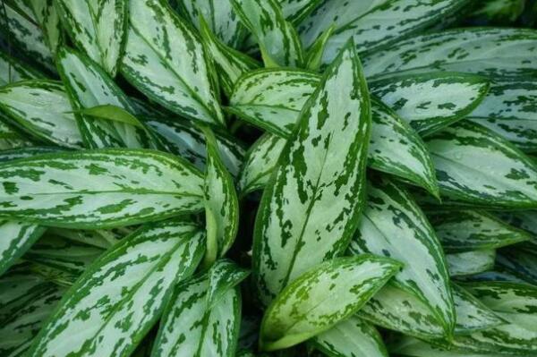 十种室内最好养的植物盆栽 盘点十大养不死的盆栽植物 第7张