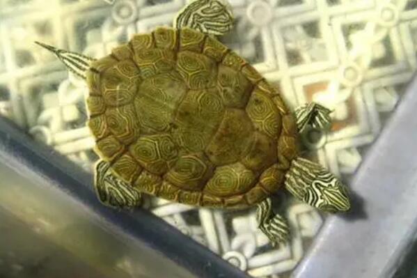 十大最好养的乌龟,适合新手养的十大乌龟 第17张