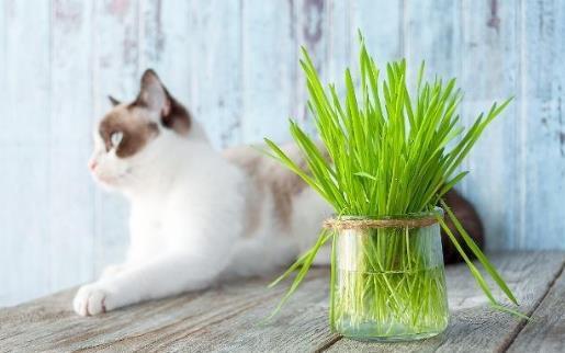 只知道猫草能吐毛球铲屎官就落伍了常见的猫咪食用植物 第1张