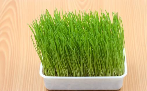 只知道猫草能吐毛球铲屎官就落伍了常见的猫咪食用植物 第5张