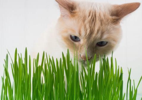 只知道猫草能吐毛球铲屎官就落伍了常见的猫咪食用植物 第7张