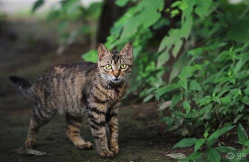狸花猫会自己挑选主人 狸花猫幼猫成猫喂养指南 第3张