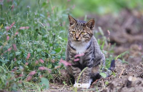 狸花猫会自己挑选主人 狸花猫幼猫成猫喂养指南 第5张