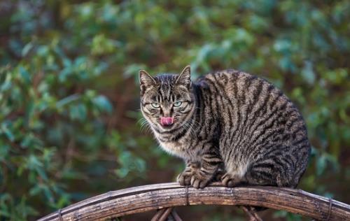 狸花猫会自己挑选主人 狸花猫幼猫成猫喂养指南 第7张