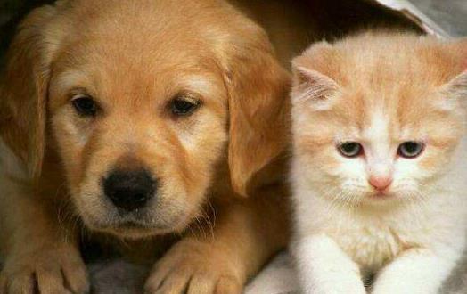 ​猫未必比狗聪明 猫表示智商测试跟我没关系 第1张